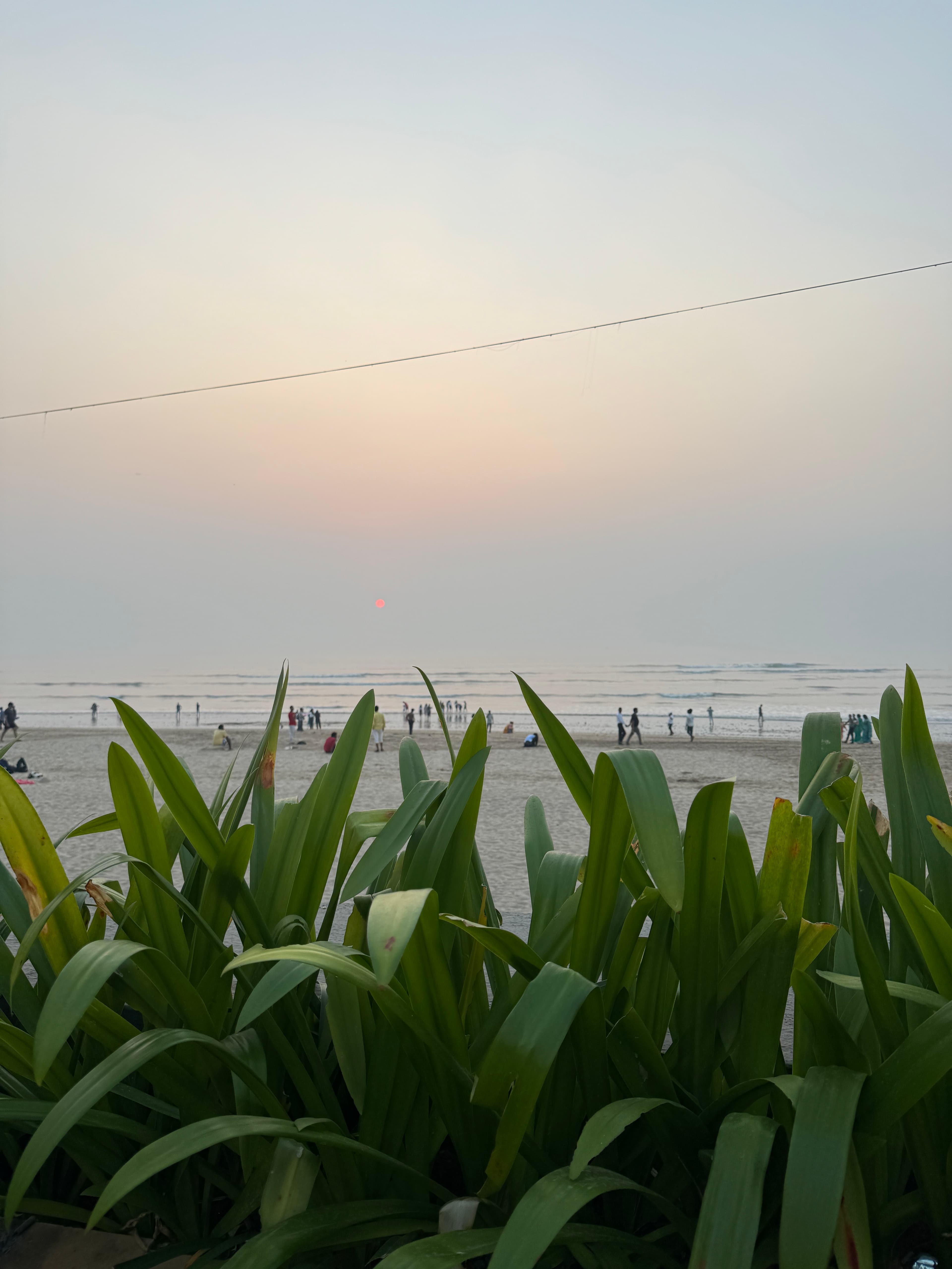 Plantation by the beach