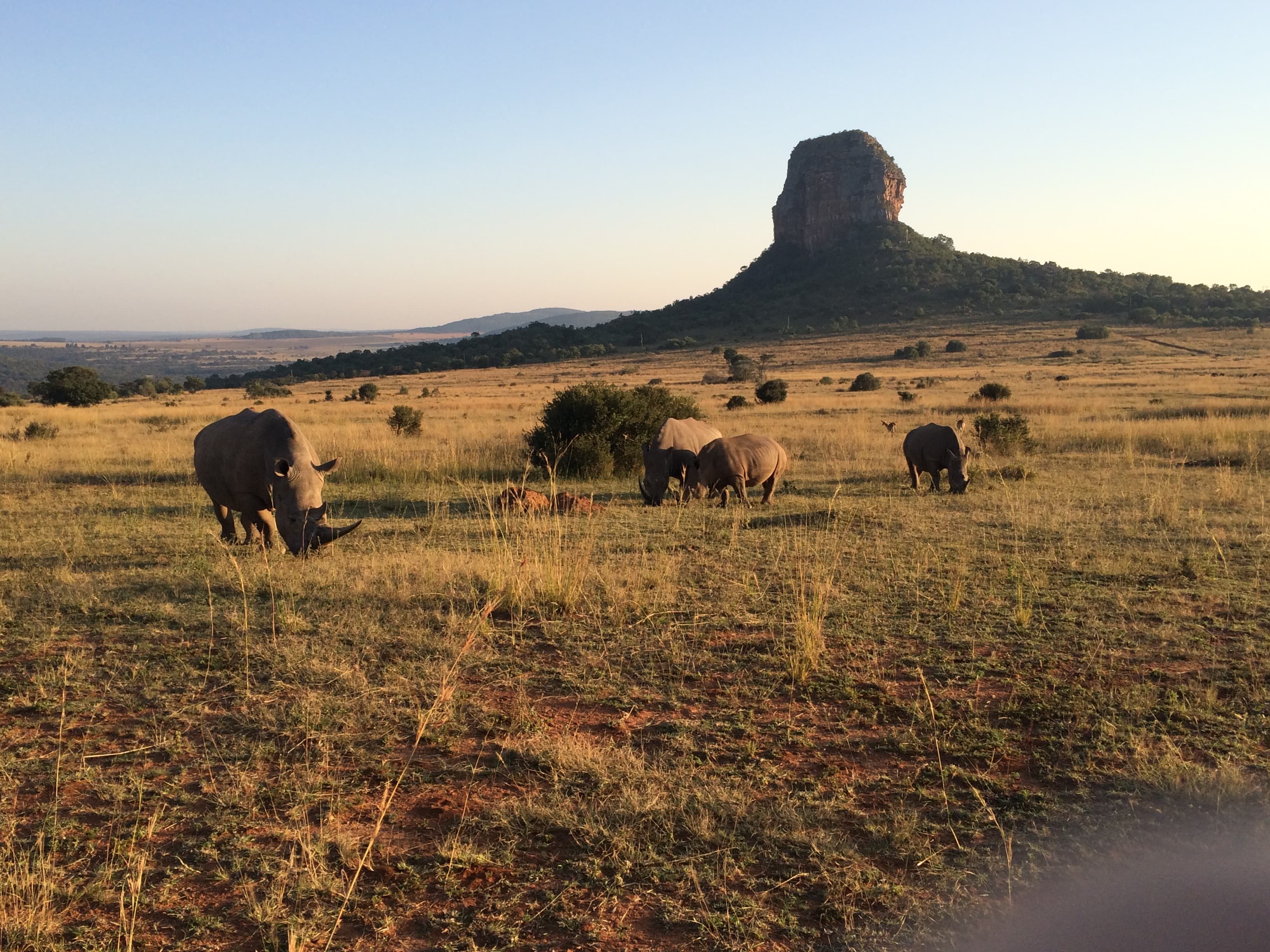 Picture of Rhinos eating grass