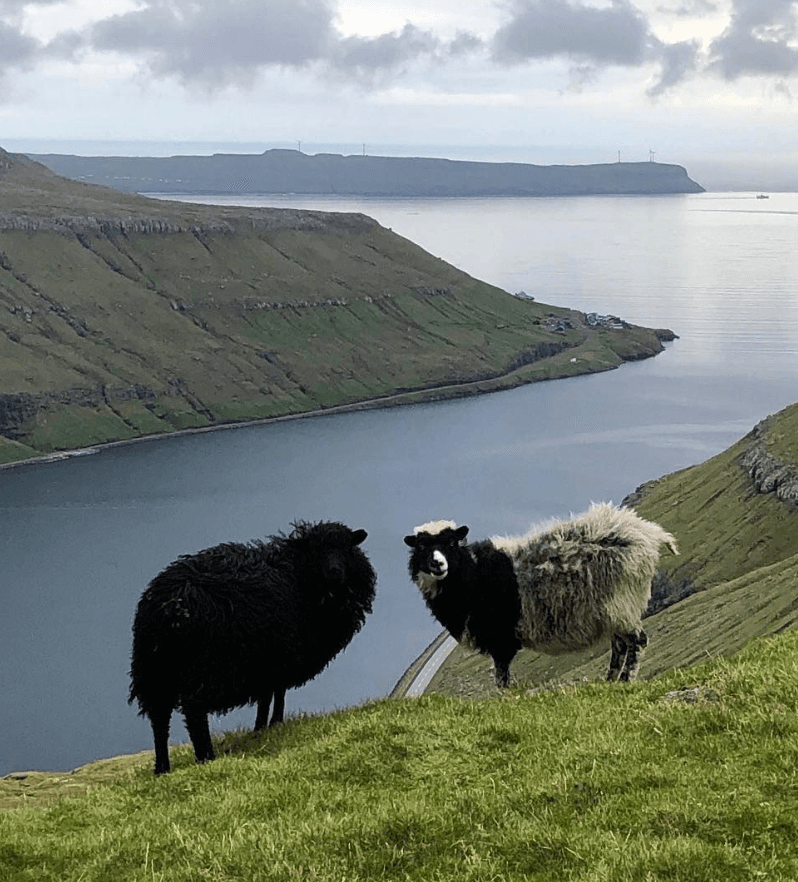Two sheep on a green hill with green cliffs and water in the background.