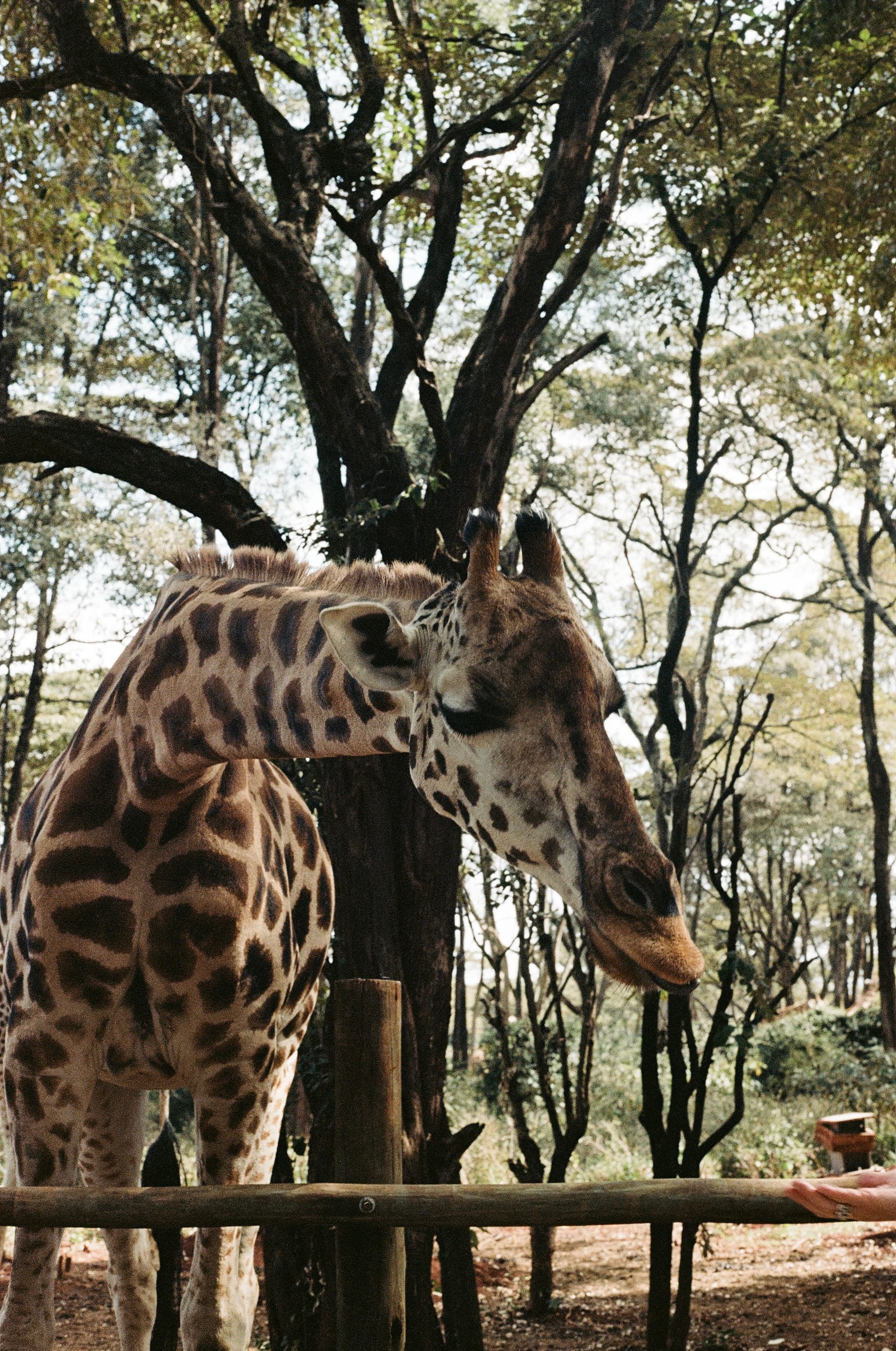 Picture of a giraffe