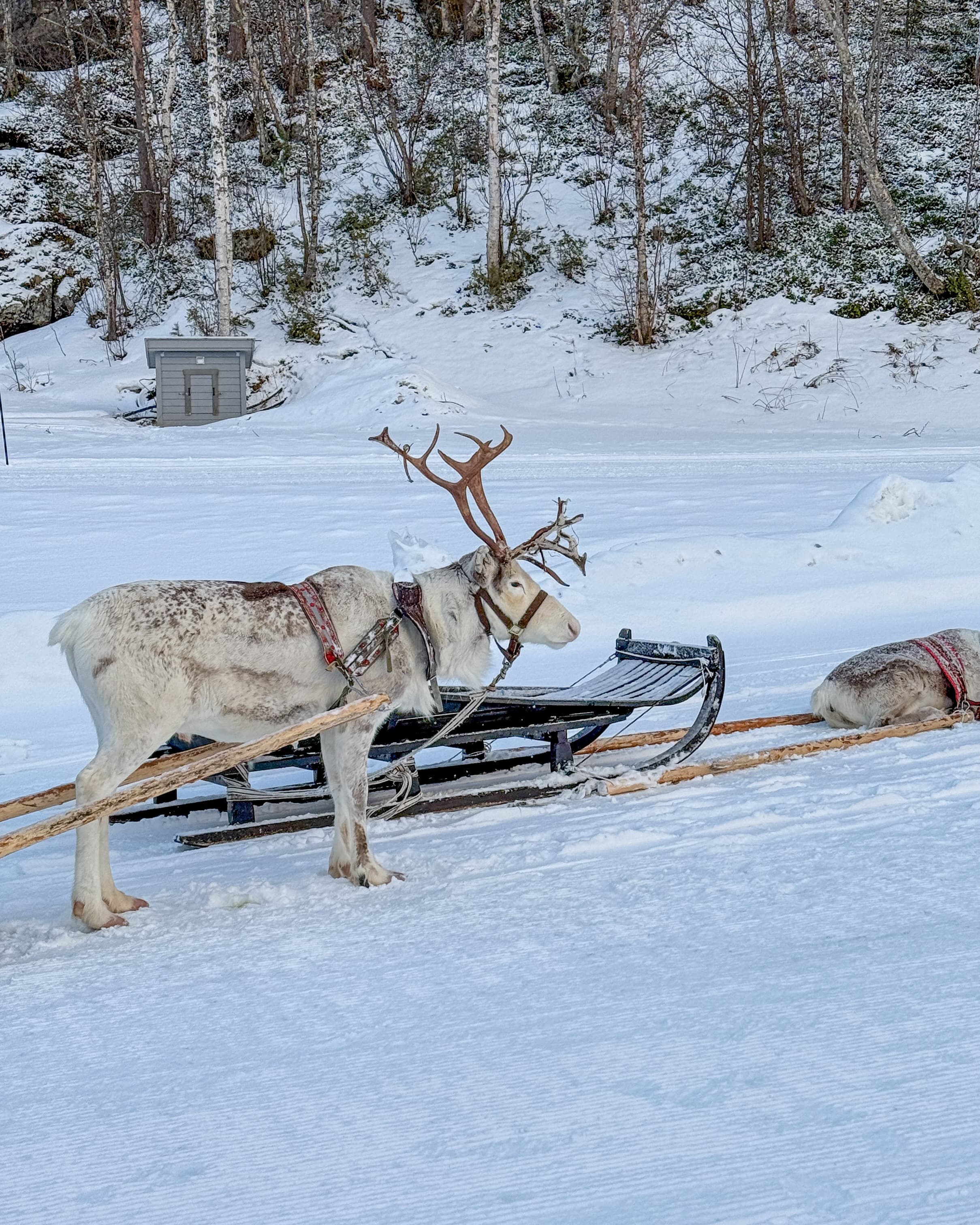 A Winter Week in Scandinavia curated by Michelle Cassidy