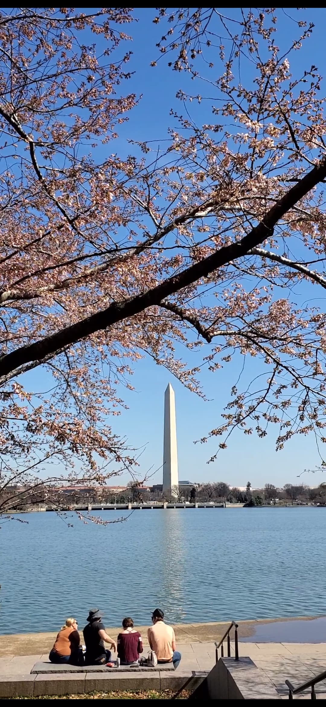 Discover DC: A Blend of History, Cherry Blossoms, Museums & More curated by Madeleine Villanueva