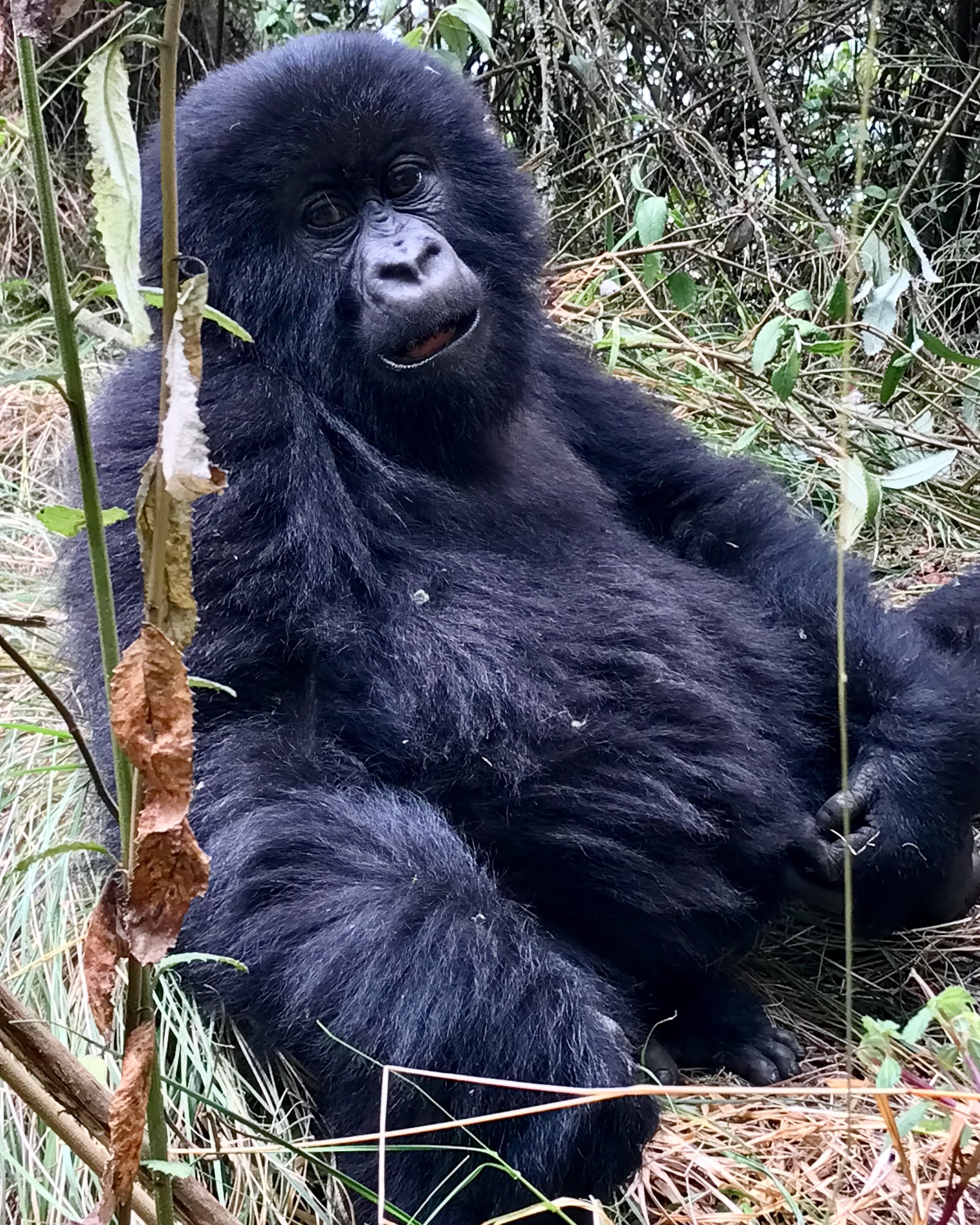 Gorillas of Rwanda curated by Amanda Uhrhammer