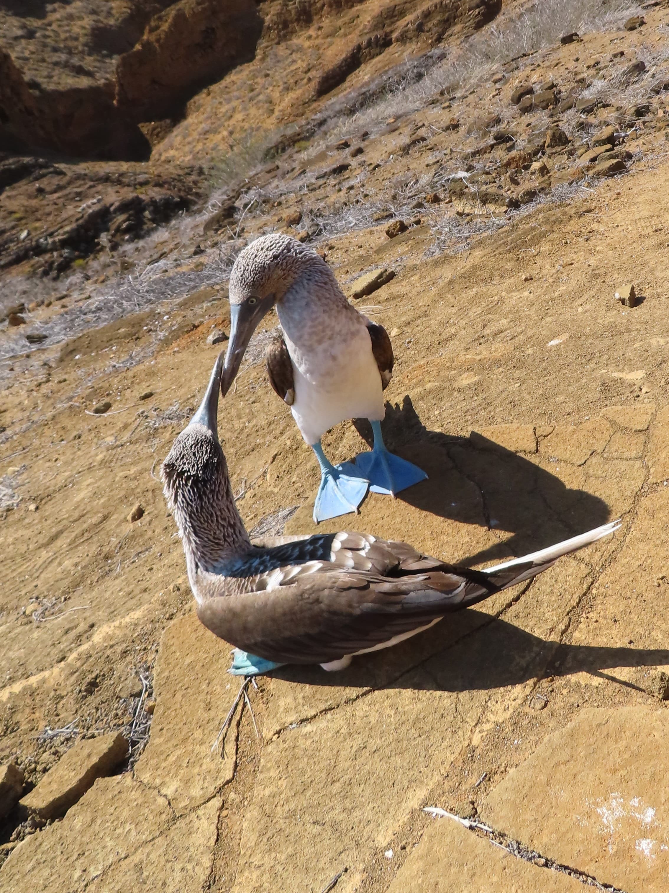 Enchanting Galapagos: 12 Days in a Wildlife Wonderland curated by Mei-Mei Kirk