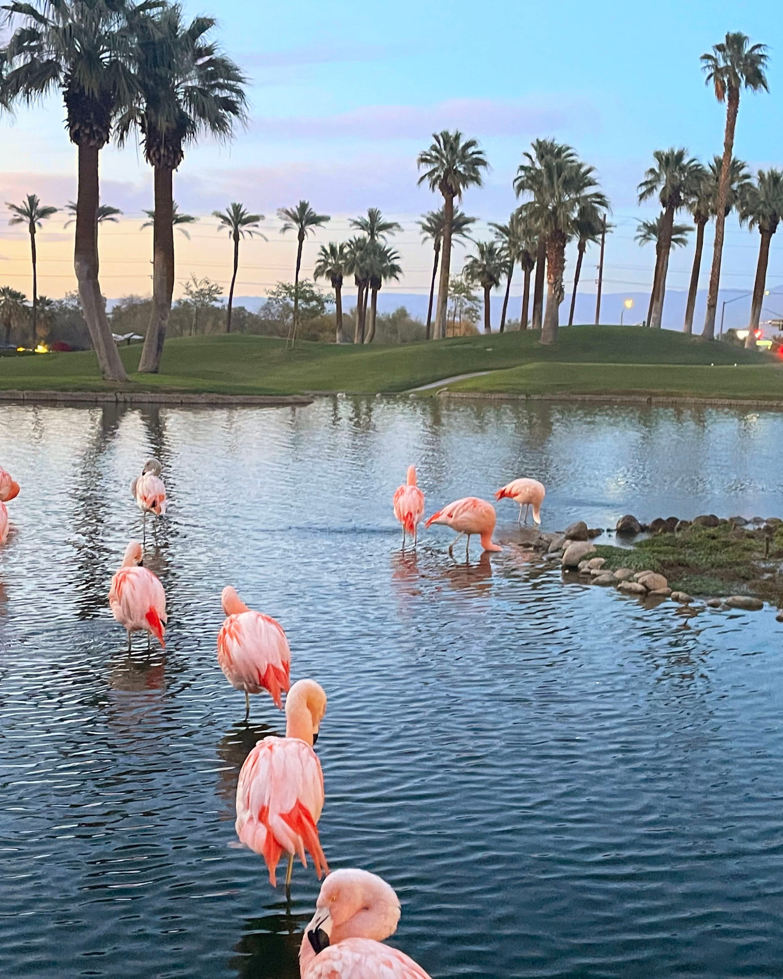 Palm Springs: Where Flamingos, Gondolas, and Desert Gardens Meet curated by Deekshita Chigullapally