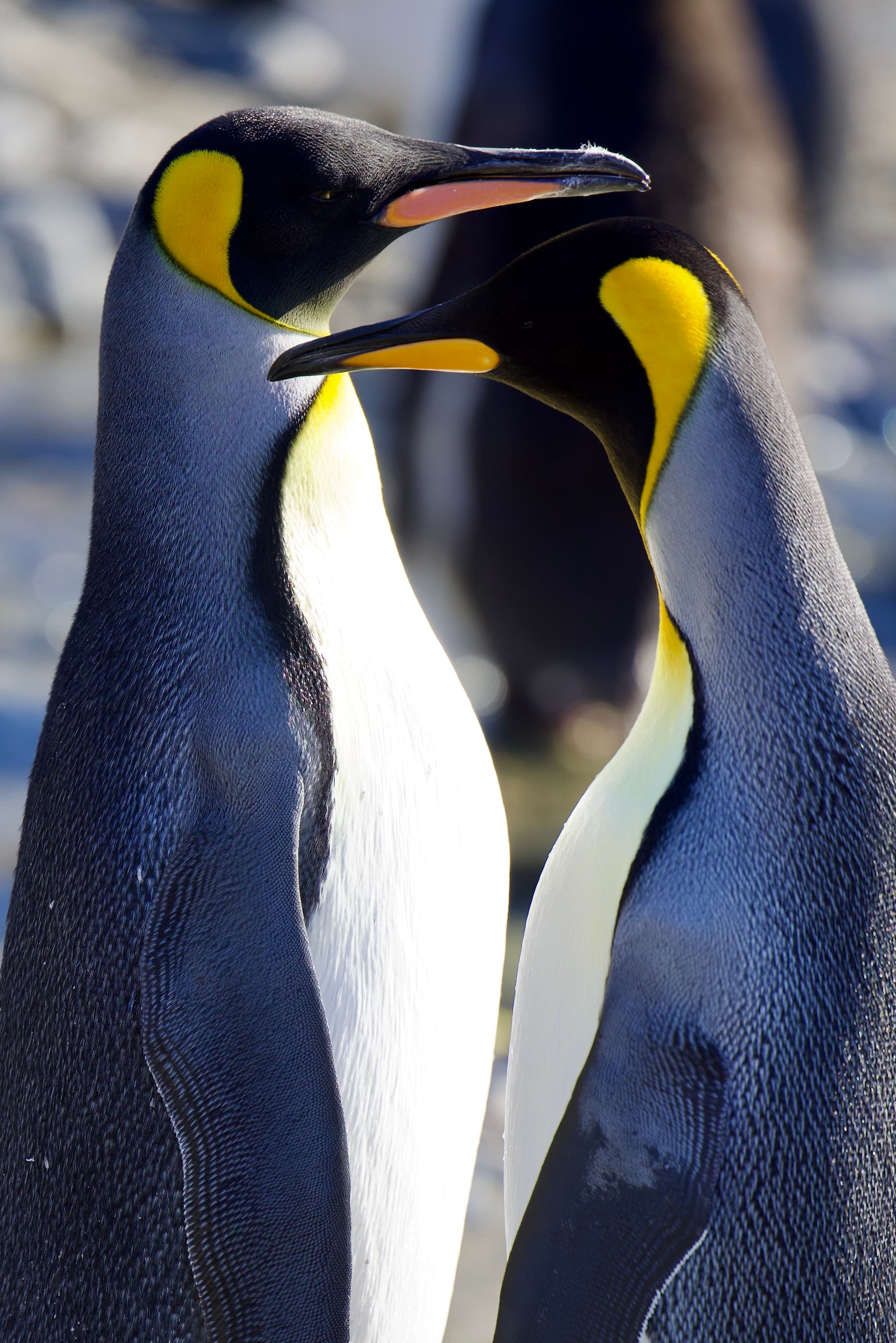 Experience a Luxurious Antarctica Cruise with Silversea on the Endeavour curated by Christy Hierholzer