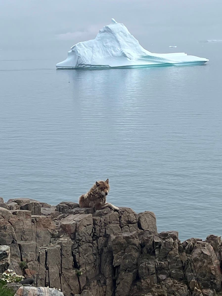 Greenland Travel Guide: Why Greenland Should Be Your Next Arctic Adventure curated by Jonna Robertson