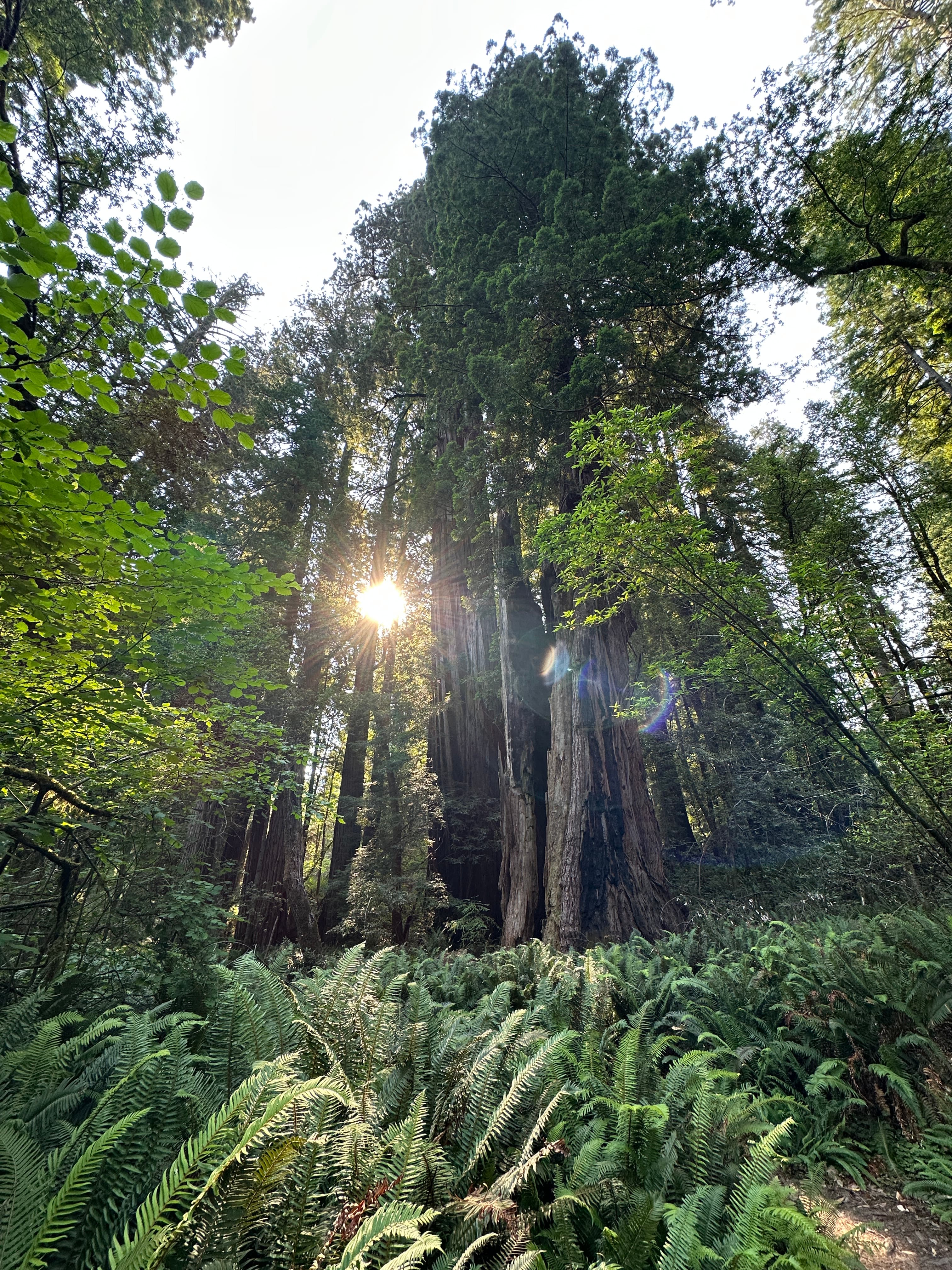 Epic Family Adventure in the National Parks: Lassen Volcanic, Redwood & Crater Lake curated by Ashley Whipple
