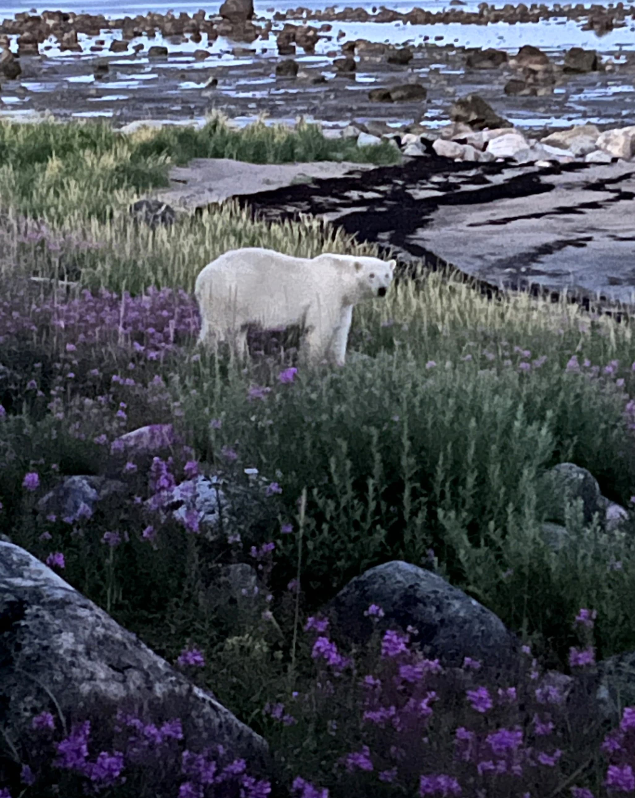 Wild about Churchill, Canada: Bears, Belugas & the Northern Lights! curated by Mei-Mei Kirk