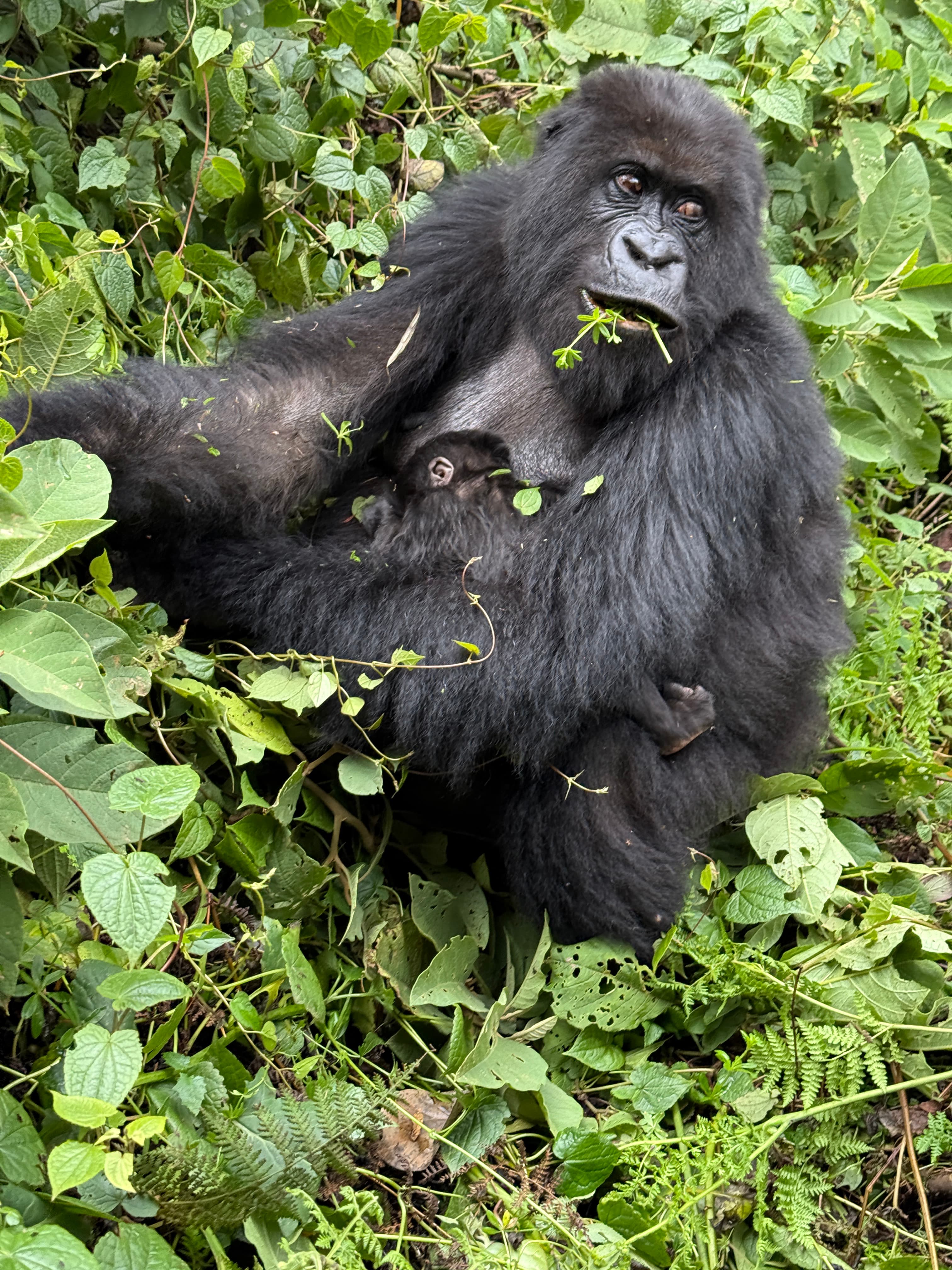 Rwanda: Kigali and Volcanoes National Park History, People & Gorilla Trekking curated by Melissa Friedman-Levine