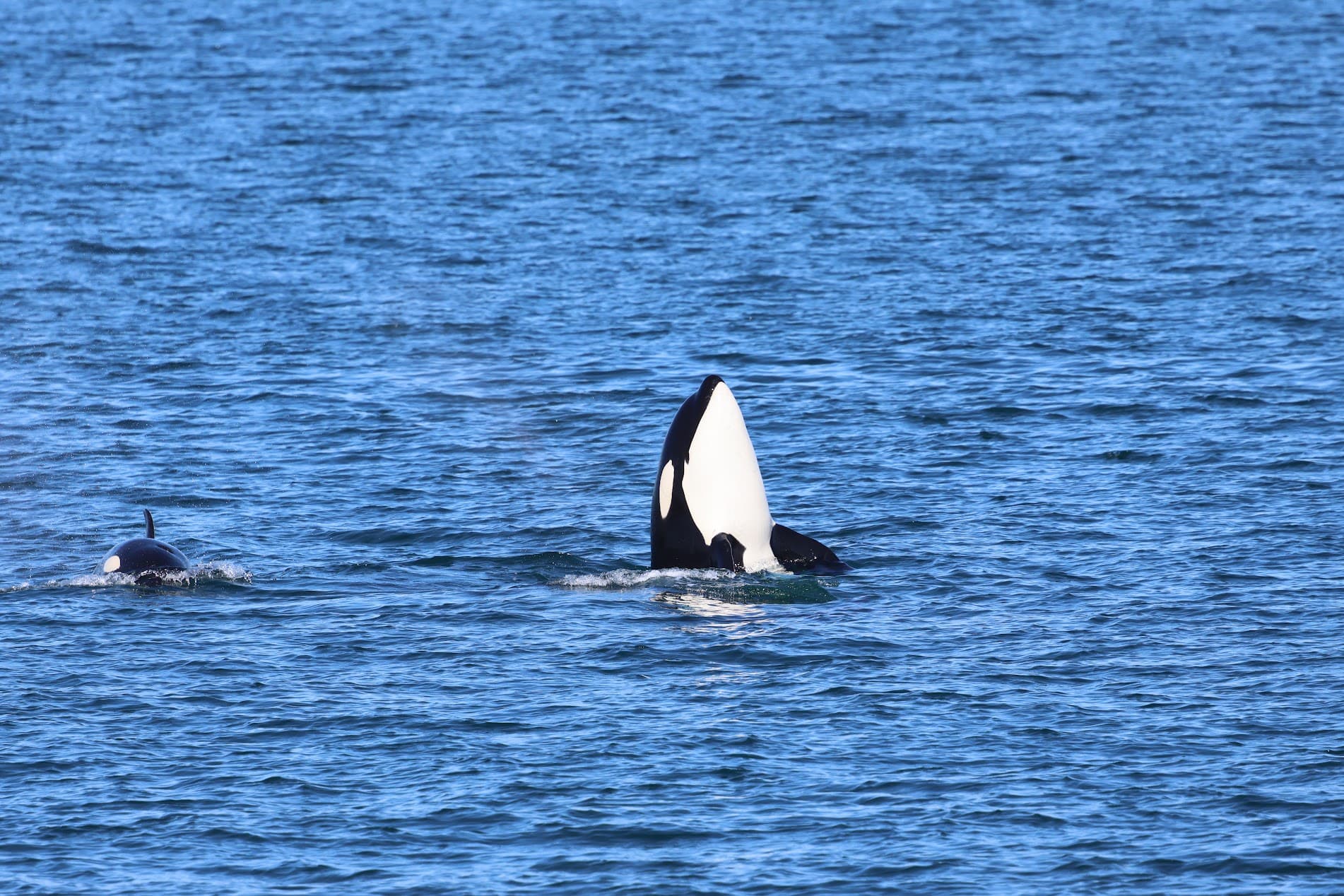 Beginner’s Guide to Whale Watching: When & Where to See Orca, Humpback, Gray & Blue Whales curated by Jonna Robertson
