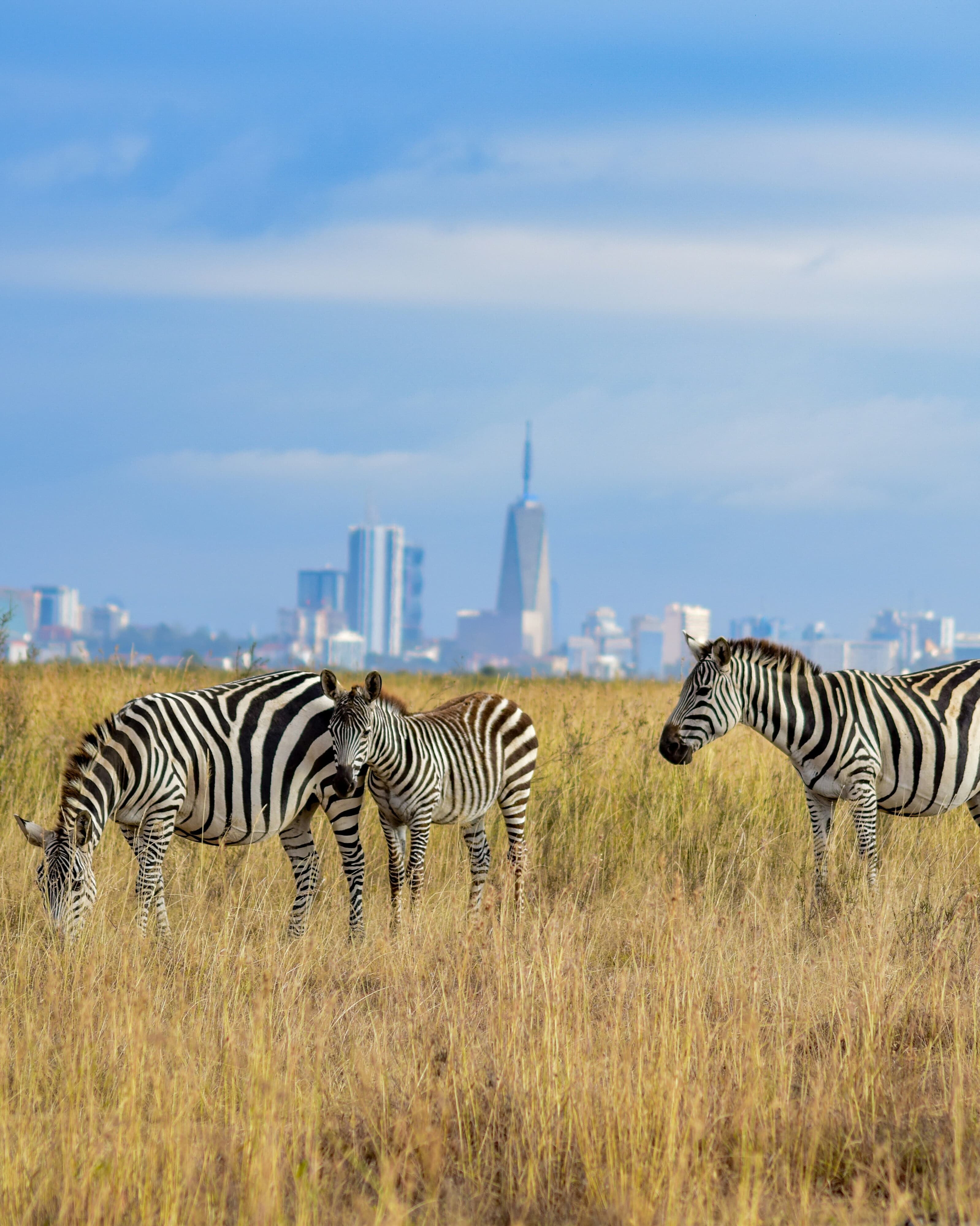 Discover Nairobi: Where Culture & Nature Converge curated by Jessica Newberry