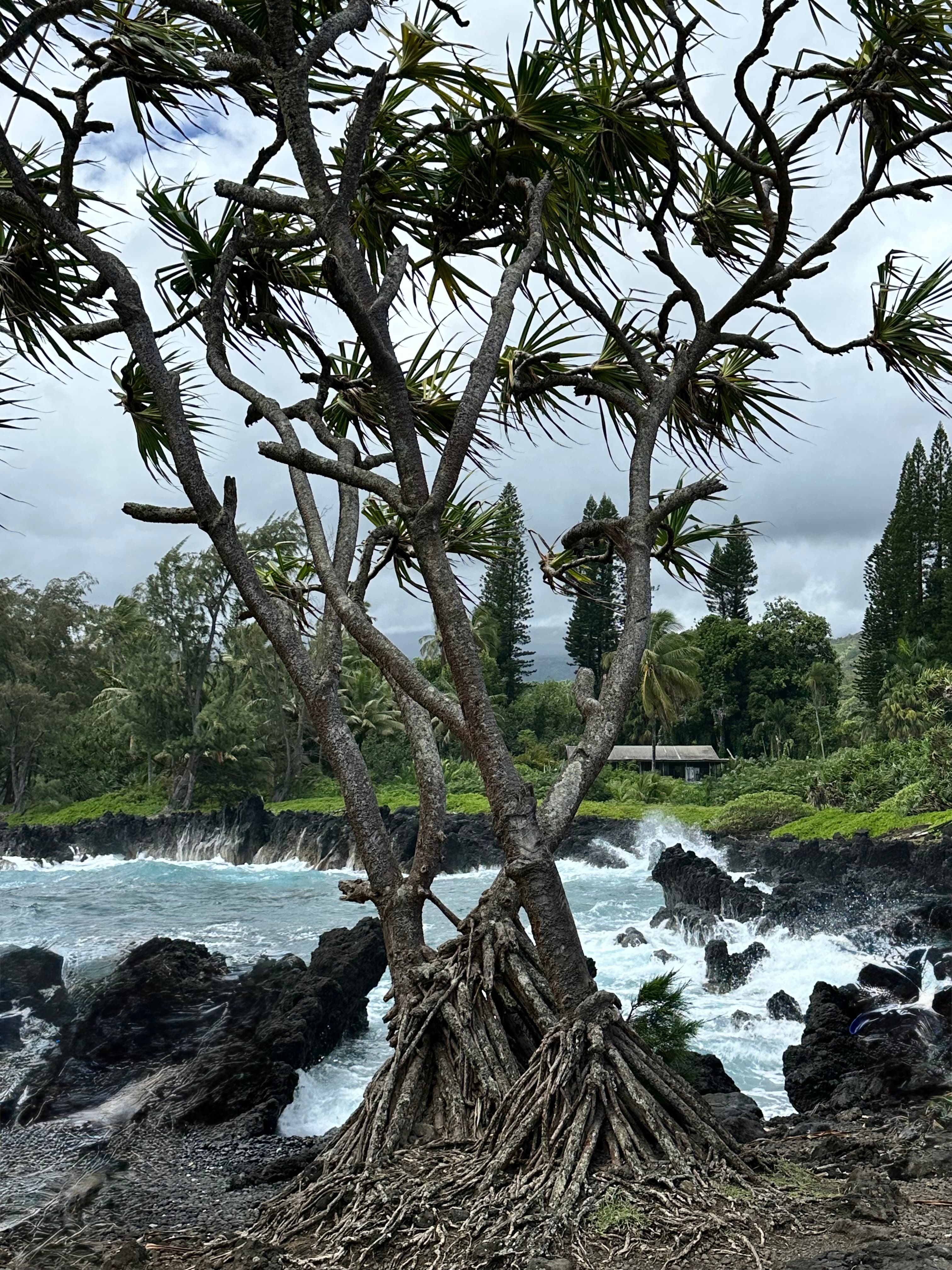 Discover the Magic of Maui curated by Amanda Kim