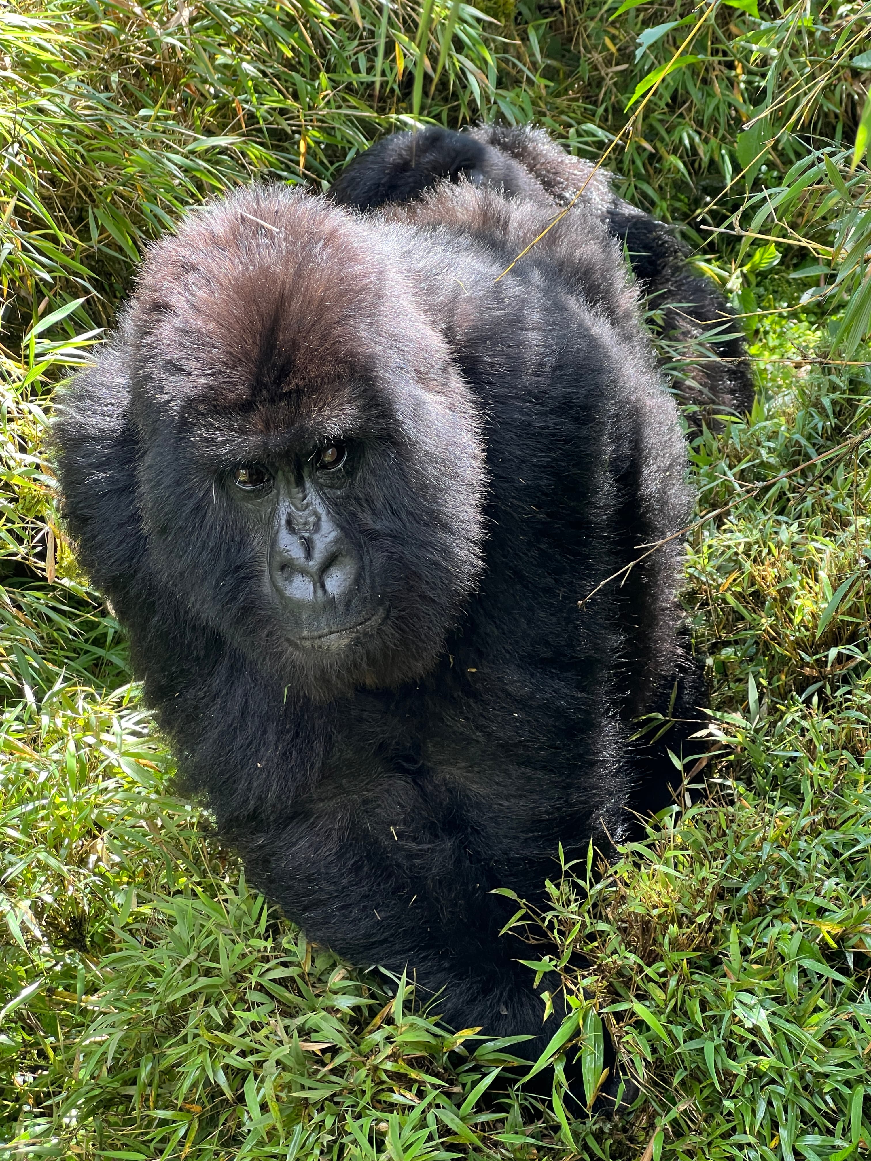 Gorillas in the Mist: Trekking in Rwanda & Uganda curated by Mei-Mei Kirk