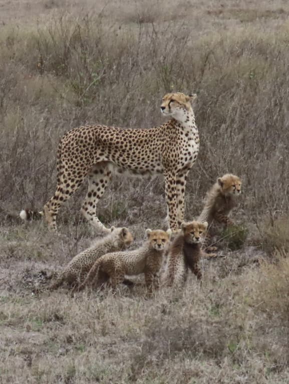 Tanzania Safari: Big Cats Galore in Central Serengeti curated by Mei-Mei Kirk
